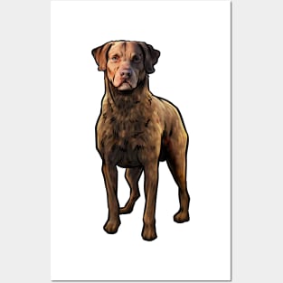 Chesapeake Bay Retriever Dog Posters and Art